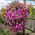 Hängender Blumenkorb mit Kokosfasermatte - 35 cm - 