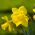 Thu hoạch vàng Narcissus - Thu hoạch vàng Daffodil - 5 củ