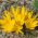 Sternbergia - Sternbergia - βολβός / κόνδυλος / ρίζα - Sternbergia lutea