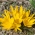 Sternbergia - Herbst-Goldbecher - große Packung! - 20 Stück; Goldkrokus, Winternarzisse, Gewitterblume