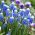 Aucher-Eloy drue hyacint - Muscari Mount Hood - stor pakke! - 100 stk - 