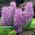 Muscari Plumosum - Plumozum de haină de struguri - 5 bulbi