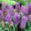 Feather grape hyacinth – Muscari plumosum – large pack! – 100 pcs