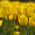 Tulip Κίτρινο - μεγάλη συσκευασία! - 50 τεμ - 