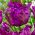 チューリップ大胆なオウム - チューリップ大胆なオウム -  5球根 - Tulipa Negrita Parrot