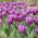 Tulpes Negrita - 5 gab. Iepakojums - Tulipa Negrita