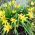郁金香Urumiensis  - 郁金香Urumiensis  -  5个电洋葱 - Tulipa Urumiensis