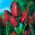 Tulipa Wallflower - Tulip Wallflower - 5 lampu