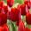Tulipa Bastogne - Tulip Bastogne - 5 луковици