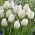 Tulipa City Of Vancouver - Tulip City Mesto Vancouver - 5 kvetinové cibule