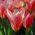Tulipa Fashion - Tulpe Fashion - 5 Zwiebeln