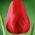 Tulipa Ile de France - paquete de 5 piezas