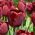Tulipaner Jan Reus - pakke med 5 stk - Tulipa Jan Reus