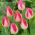 Tulipano Page Polka - pacchetto di 5 pezzi - Tulipa Page Polka