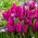 Tulipa Purple Bouquet - Tulpe Purple Bouquet - 5 Zwiebeln