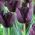 Tulipano Queen of Night - pacchetto di 5 pezzi - Tulipa Queen of Night