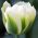Tulipa Spring Green - Tulip Spring Spring - 5 čebulic