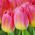 Tulipa Tom Thumb - Tulip Tom Thumb - 5 květinové cibule - Tulipa Tom Pouce