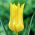 Tulipa West Point - Tulip West Point - 5 květinové cibule