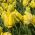 Tulpės Golden Glasnost - pakuotėje yra 5 vnt - Tulipa Golden Glasnost