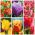 Frita (crispa) tulipan - set najatraktivnijih sorti - 50 kom