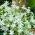 Ornithogalum umbellatum - Betlémská hvězda umbellatum - 10 květinové cibule