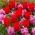 Rød tulipan og rosa hyacint sett - 40 stk - 