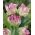Tulipa Webers Parrot - Tulipan Webers Parrot - 5 čebulic