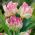 Tulipa Webers 앵무새 - 튤립 웹러스 앵무새 - 5 알뿌리 - Tulipa Webers Parrot