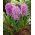 紫水晶风信子 -  3个。 -  Hyacinthus orientalis