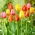 Trojfarebný tulipánový set - veľké balenie - 45 ks - 