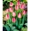 Tulp Judith Leyster - pakket van 5 stuks - Tulipa Judith Leyster