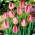 Tulipa Judith Leyster - Tulip Judith Leyster - 5 củ