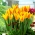 Tulipano Giuseppe Verdi - pacchetto di 5 pezzi - Tulipa Giuseppe Verdi