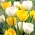 White and yellow tulip set – 50 pcs