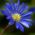 Anemone blanda, Balkan-Windröschen, Reizendes Windröschen Blue Shades - 8 Zwiebeln