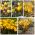 Crocuses - jenis bunga kuning - 200 pcs - 