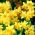 Jonquil - daffodil rush - Dulceata - pachet mare! - 100 buc.