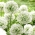 Dekorativ hvitløk - Mount Everest - Allium Mount Everest