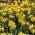 Narcissus Fortissimo - Νάρκισσος Φορτισίμο - 5 βολβοί