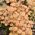 Medena gliva - Armillaria mellea