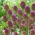 葱属Sphaerocephalon  -  20个洋葱 - Allium Sphaerocephalon