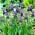 Muscari Comosum - ענבים Hyacinth Comosum - 5 בצל