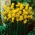 Narcissus Baby Moon - Daffodil Baby Moon - 5 lampu