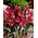 Tulipa perzská perla - tulipán perzská perla - 5 kvetinové cibule - Tulipa Persian Pearl