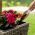 Zahradní stěrka, lopata - PASTEL - pastelově béžová - CELLFAST - 