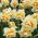 Daffodil Manly - 5 chiếc; hoa thủy tiên - Narcissus
