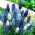 Drue hyacint - Muscari - Farvende sortvalg - 160 stk - 
