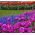 Tulpan och druvhyacintuppsättning - lila, röd, orange tulpaner och blå druvhyacint - 50 st - 