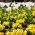 Bijeli tulipan i žuti krupni cvjetovi pjeglice - skupa sijalica i sjemenki - - sjemenke